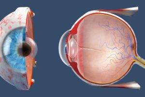 Understanding the Retina: The Unsung Hero of Your Vision featured image