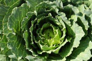 How Nutrition Impacts Retinal Health: Foods That Protect Your Vision featured image