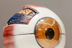 The Retina vs. the Macula: What’s the Difference? featured image