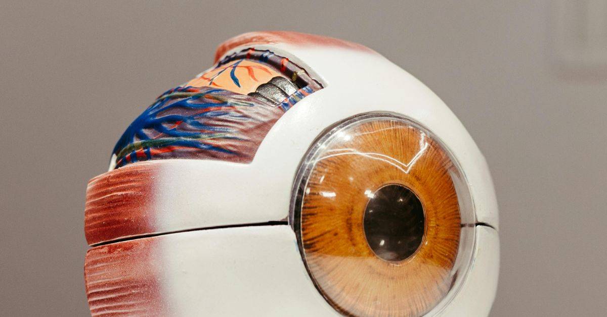 The Retina vs. the Macula: What’s the Difference? thumbnail