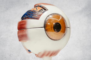 The Retina vs. the Macula-What’s the Difference? featured image